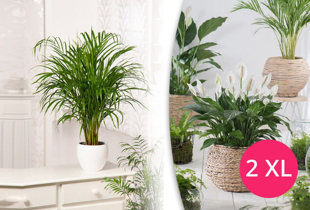 2 piante XL depurative da appartamento
