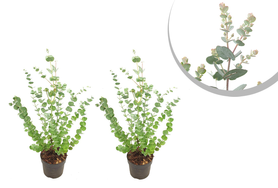 Eucalyptus rustique - Eucalyptus Gunnii