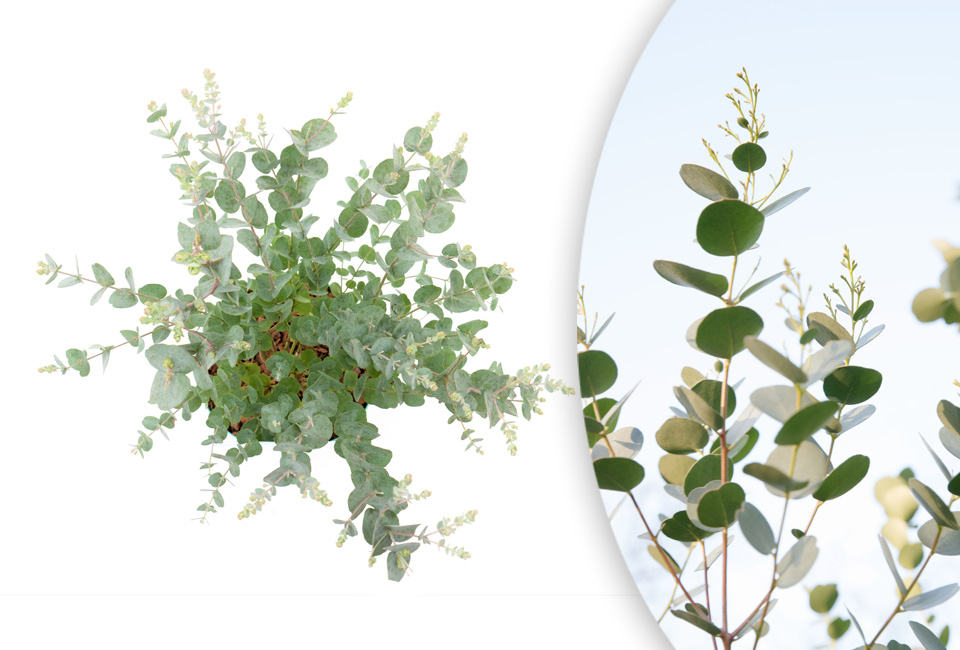 Eucalyptus rustique - Eucalyptus Gunnii