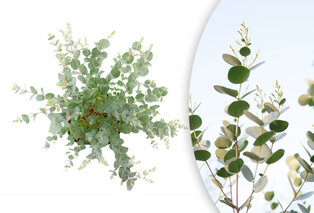 Eucalyptus rustique - Eucalyptus Gunnii — 2
