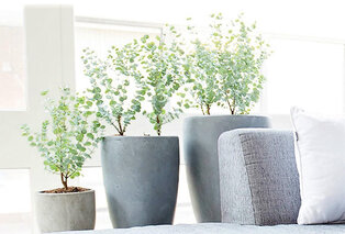 Eucalyptus rustique - Eucalyptus Gunnii — 4