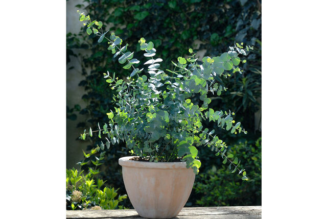 Eucalyptus rustique - Eucalyptus Gunnii
