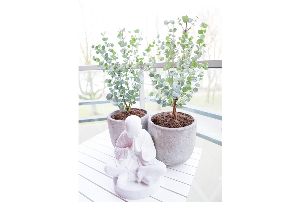 Eucalyptus rustique - Eucalyptus Gunnii