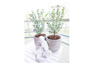 Eucalyptus rustique - Eucalyptus Gunnii — 7