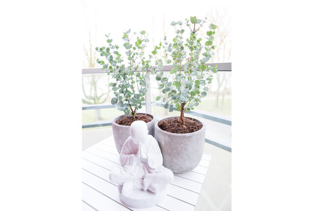 Eucalyptus rustique - Eucalyptus Gunnii