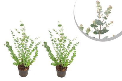 Eucalyptus rustique - Eucalyptus Gunnii — 8