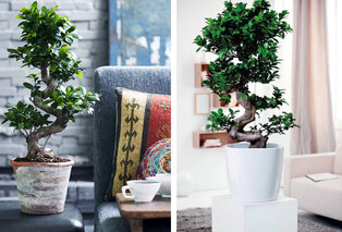 XL Bonsai Baum