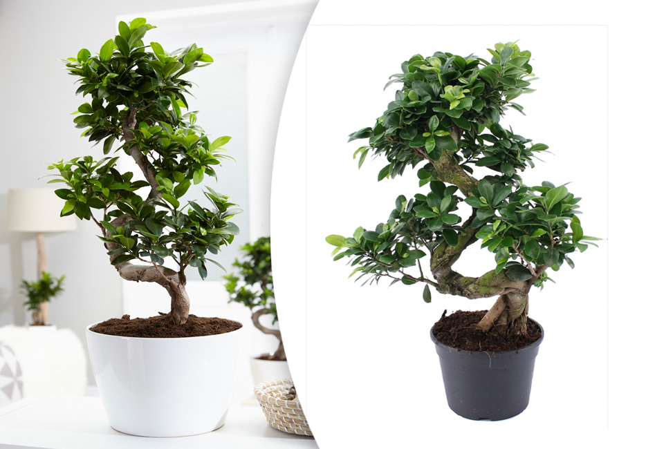 Ficus ginseng, bonsaï XL