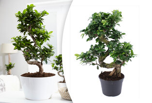 Ficus ginseng, bonsaï XL — 2