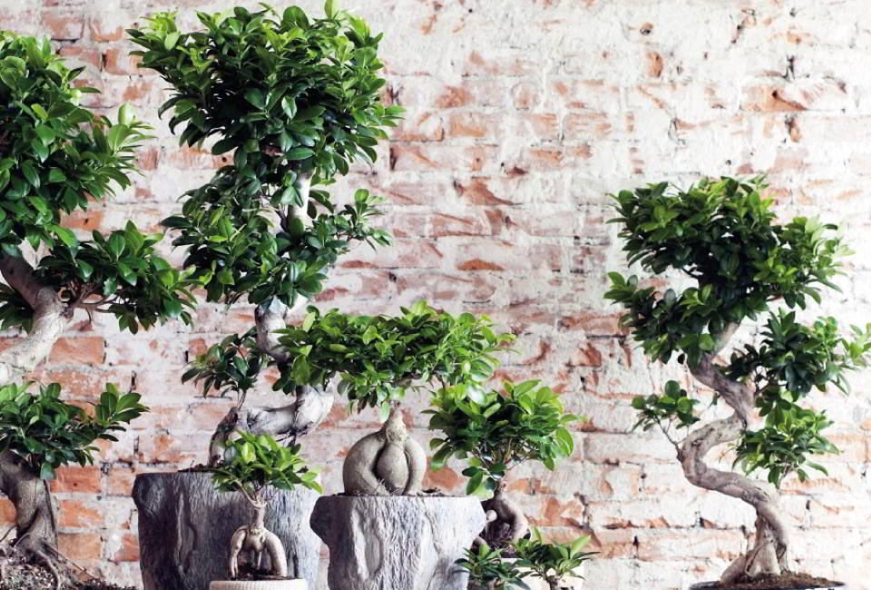 Ficus ginseng, bonsaï XL