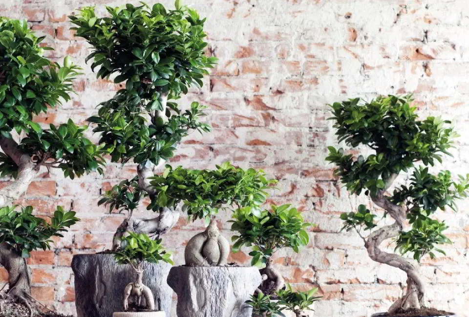 XL Bonsai Baum