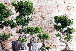 Ficus ginseng, bonsaï XL — 3