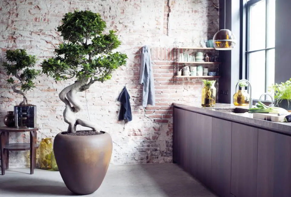 XL Bonsai Baum