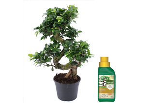 Ficus ginseng, bonsaï XL — 6