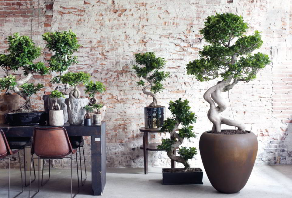 Ficus ginseng, bonsaï XL