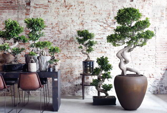 Ficus ginseng, bonsaï XL