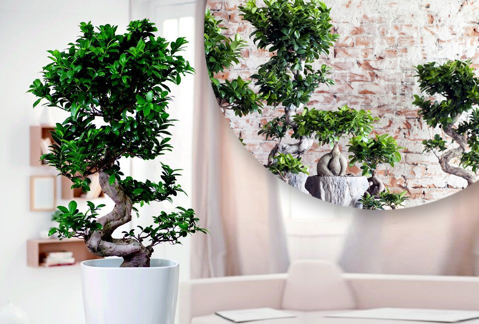 Ficus ginseng, bonsaï XL