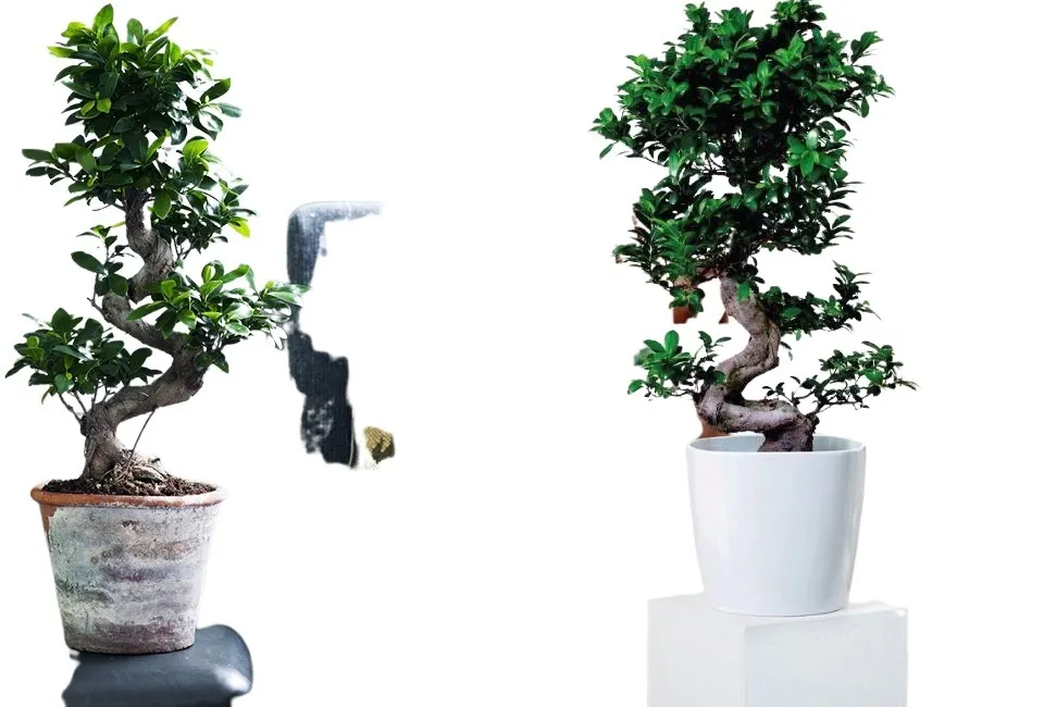 XL Bonsai Baum
