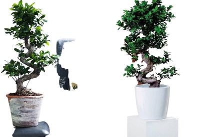 Ficus ginseng, bonsaï XL — 9