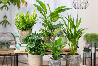 Zestaw 5 roślin pokojowych oczyszczających powietrze