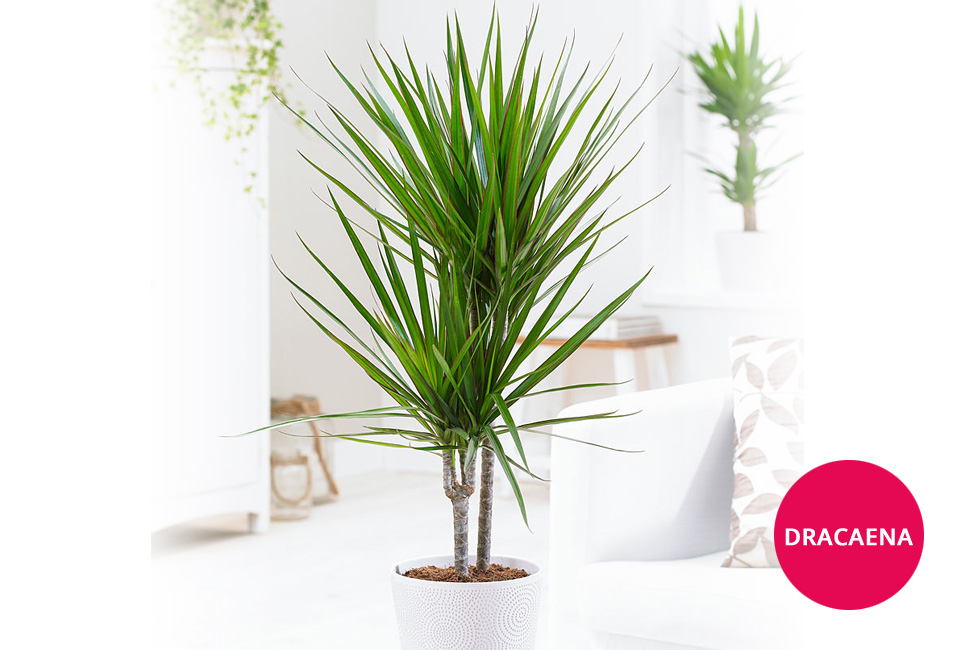 Palmier Areca XL Très grande plante d'intérieur dépolluante – La Green Touch