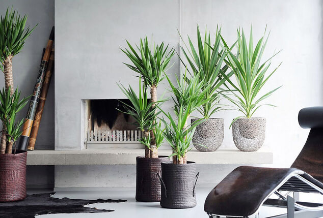 Plantes d'intérieur XL - Outspot