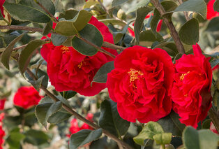 2 rosas japonesas XL