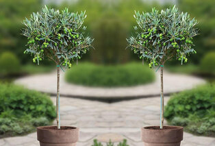 2 XL Olivenbäume