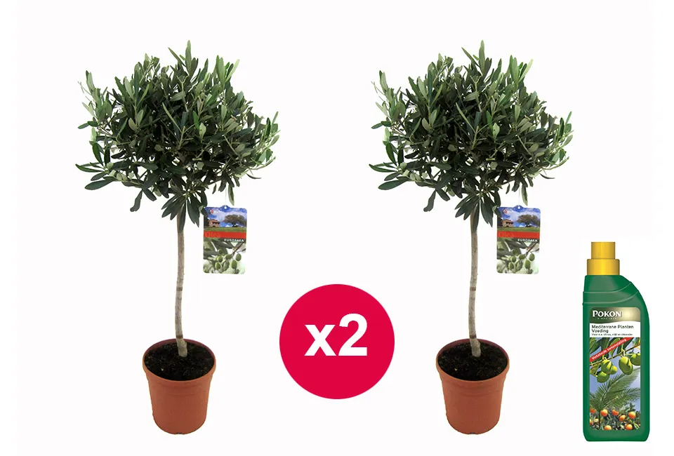 Lot de 2 oliviers XL