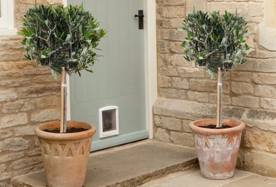 Lot de 2 oliviers XL