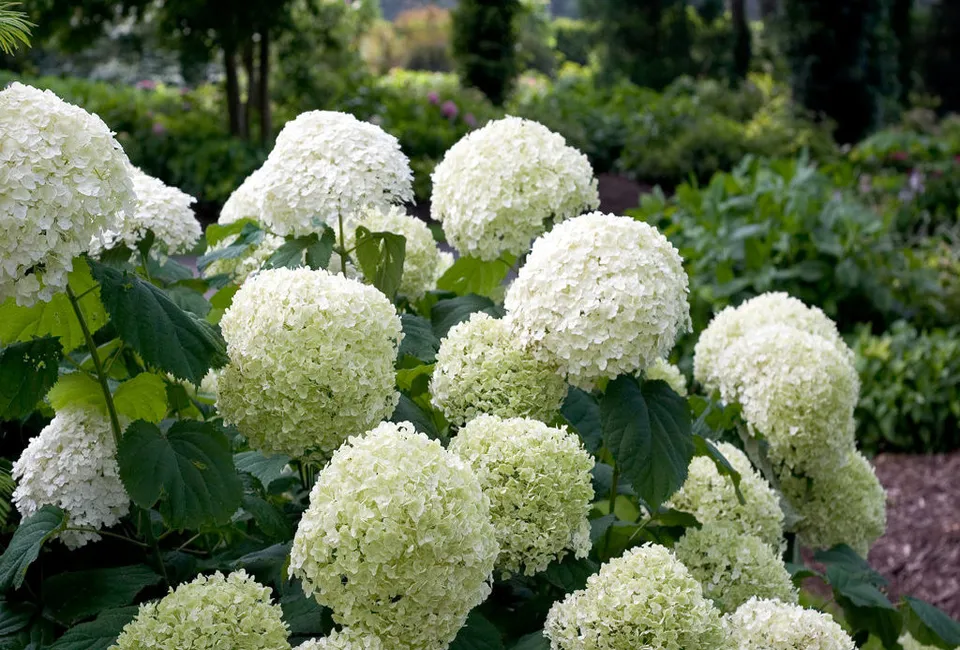 Lot de 2 hortensias