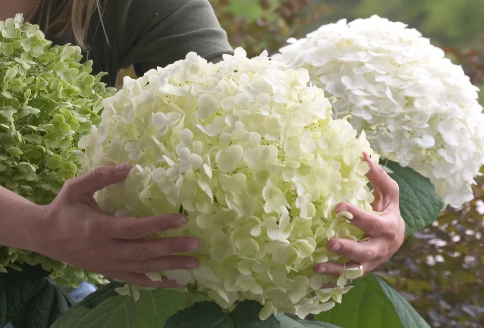 Lot de 2 hortensias