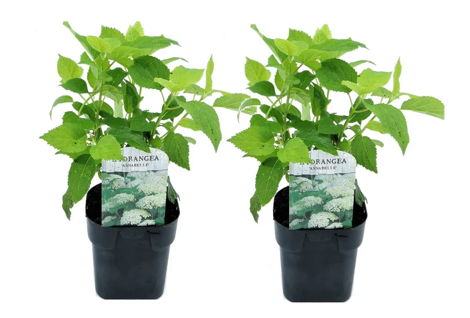 Lot de 2 hortensias