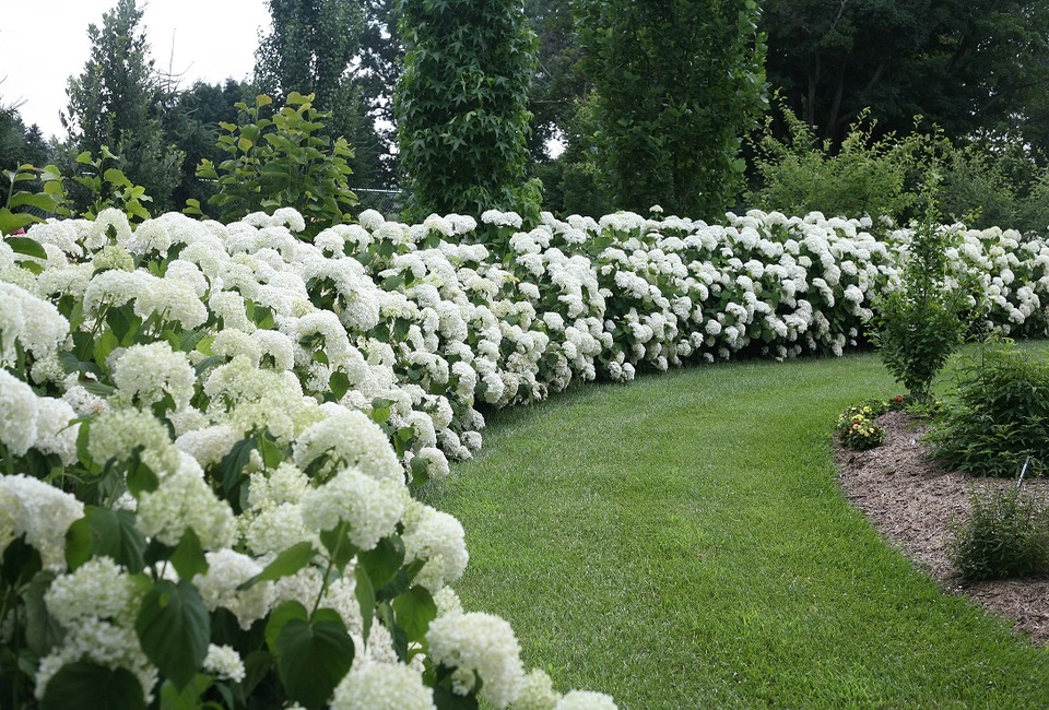 Lot de 2 hortensias