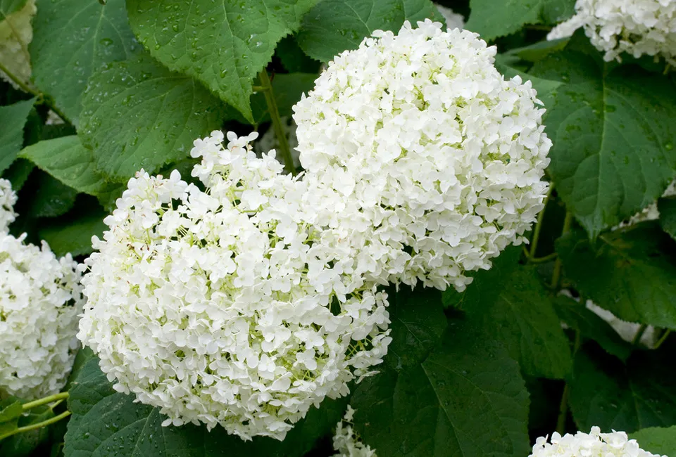 Lot de 2 hortensias