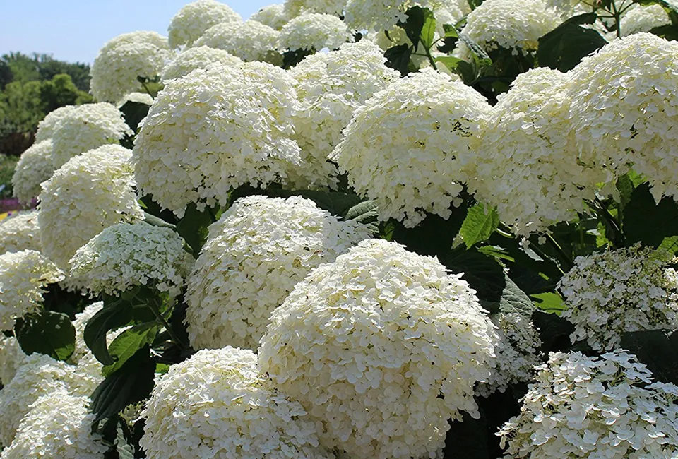Lot de 2 hortensias