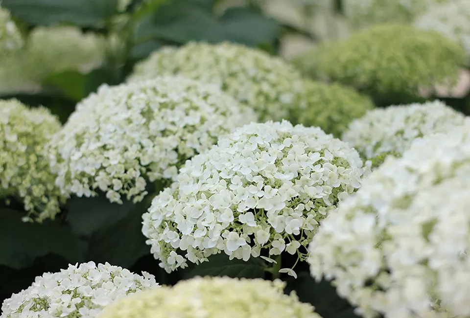 Lot de 2 hortensias