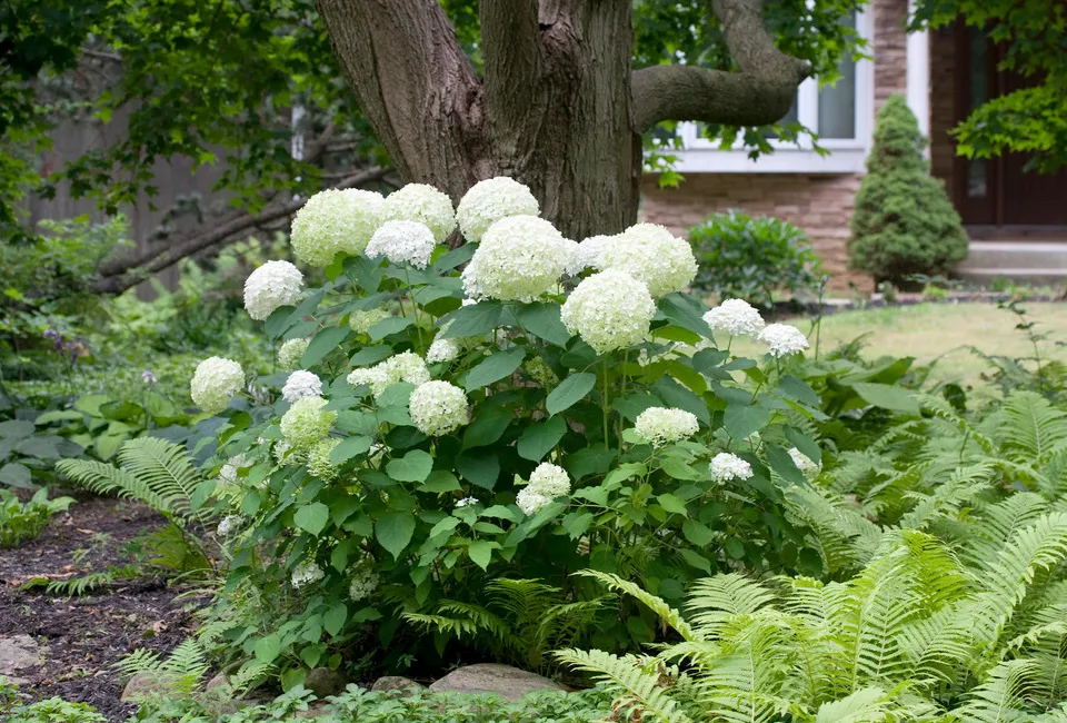 Lot de 2 hortensias