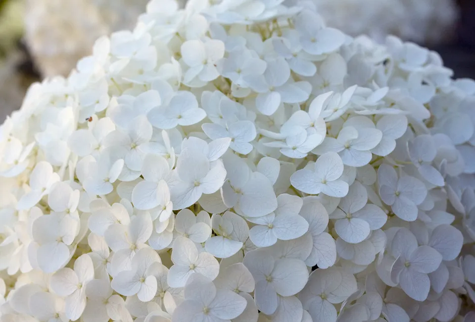 Lot de 2 hortensias