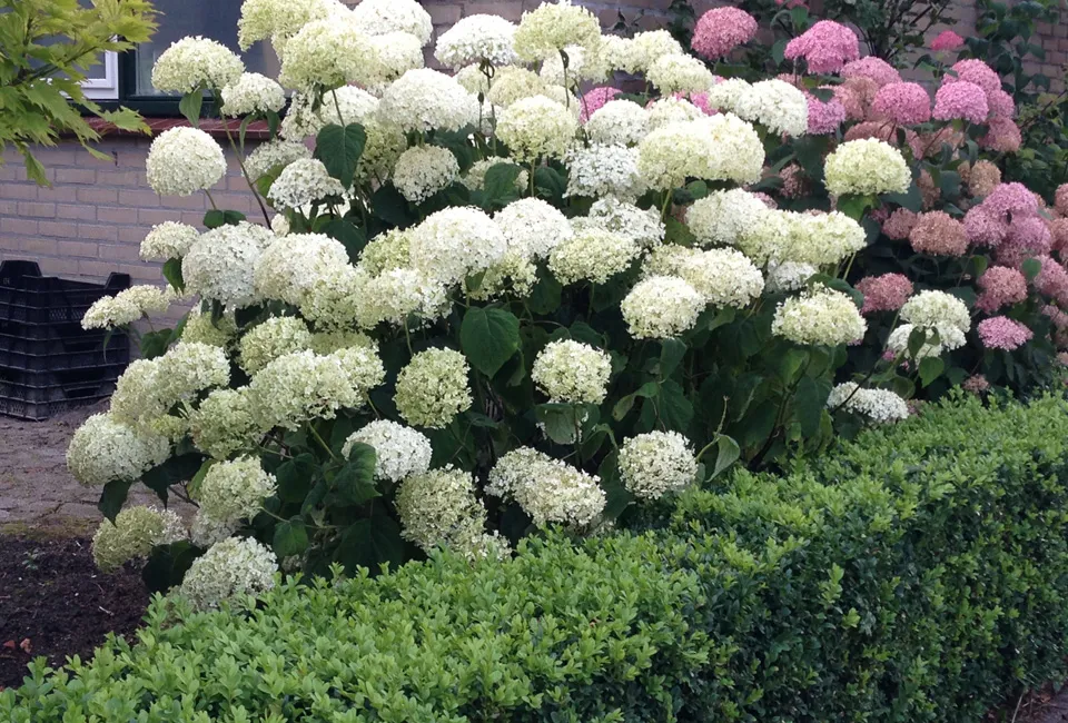 Lot de 2 hortensias