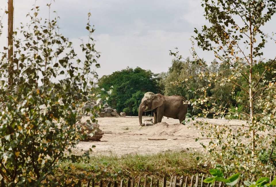 Safari in Safaripark Beekse Bergen (NL)