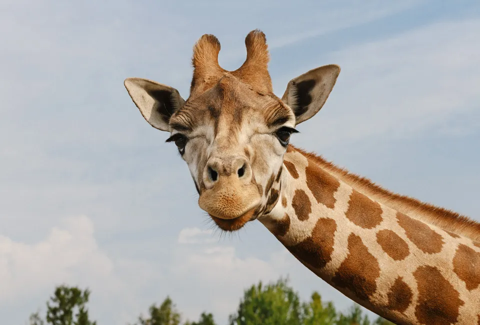 Safari in Safaripark Beekse Bergen (NL)
