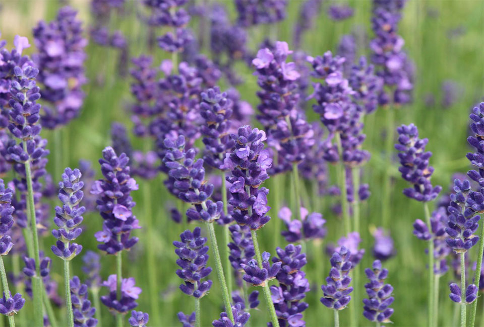 6 cespugli di lavanda