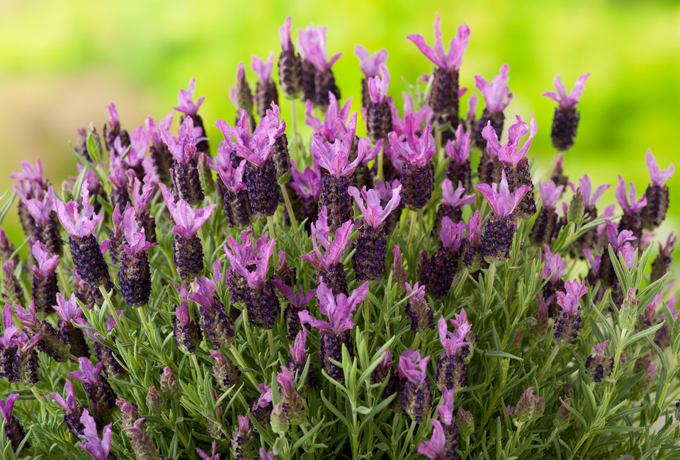6 cespugli di lavanda