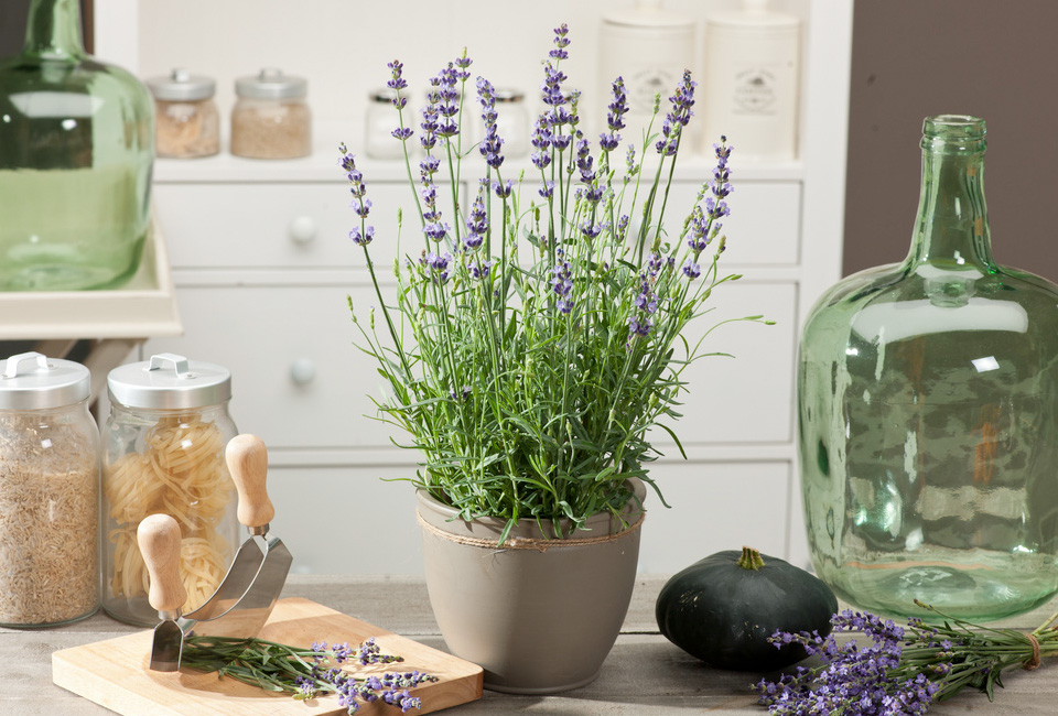 6 cespugli di lavanda