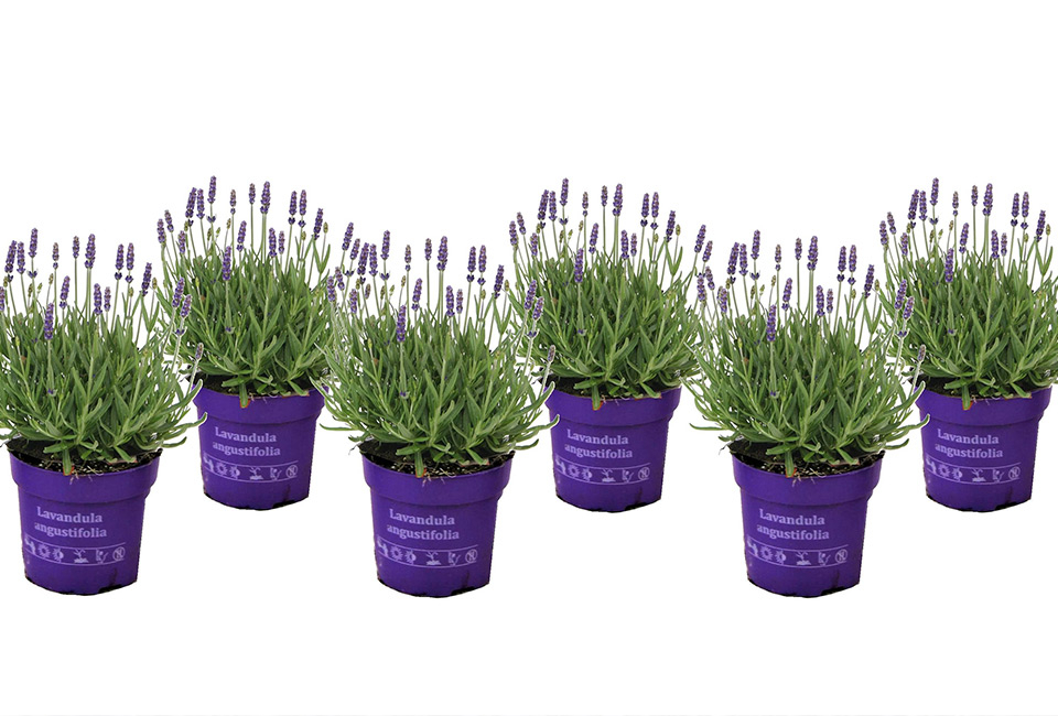 6 cespugli di lavanda