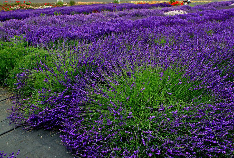 6 cespugli di lavanda
