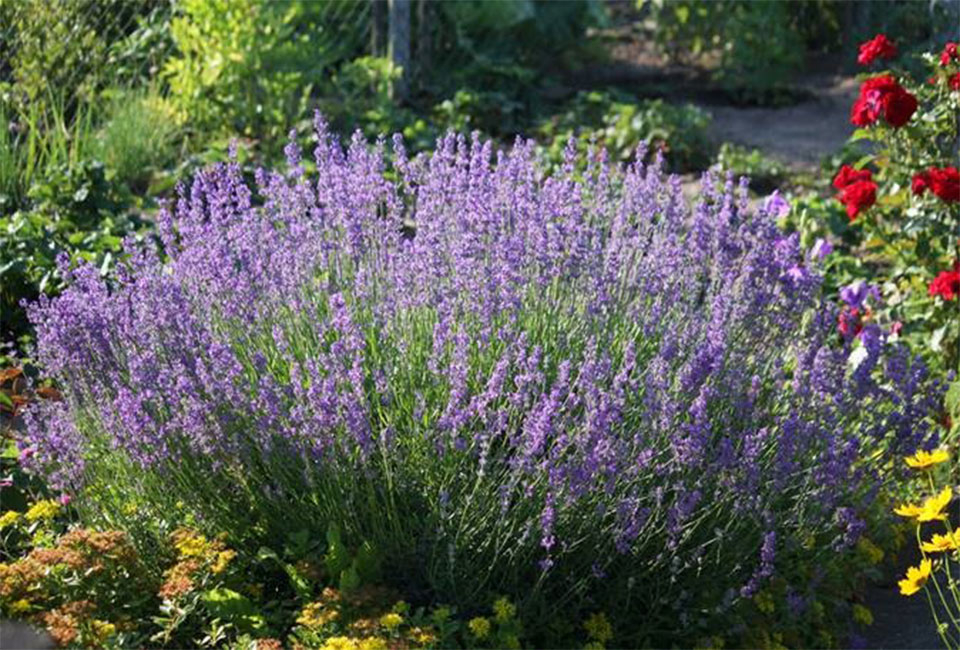6 cespugli di lavanda