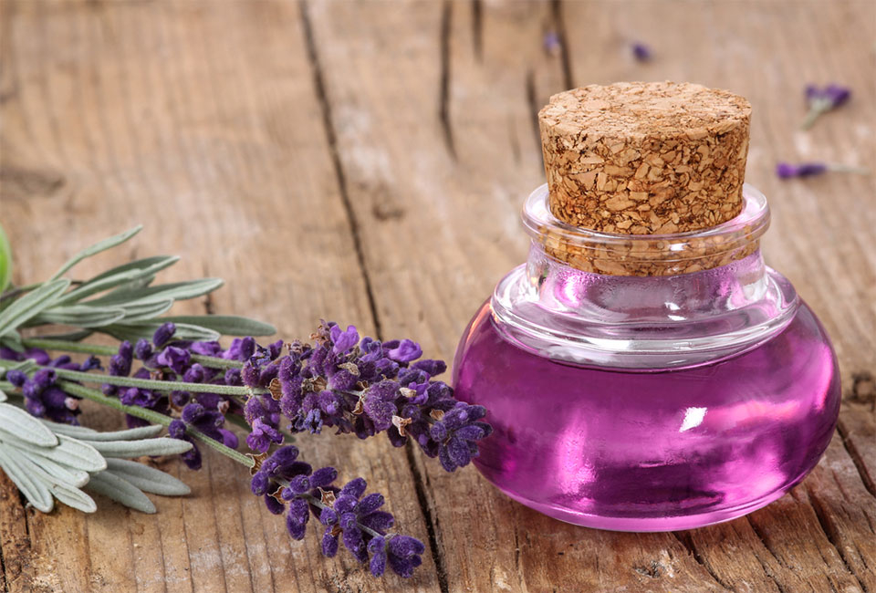 6 cespugli di lavanda