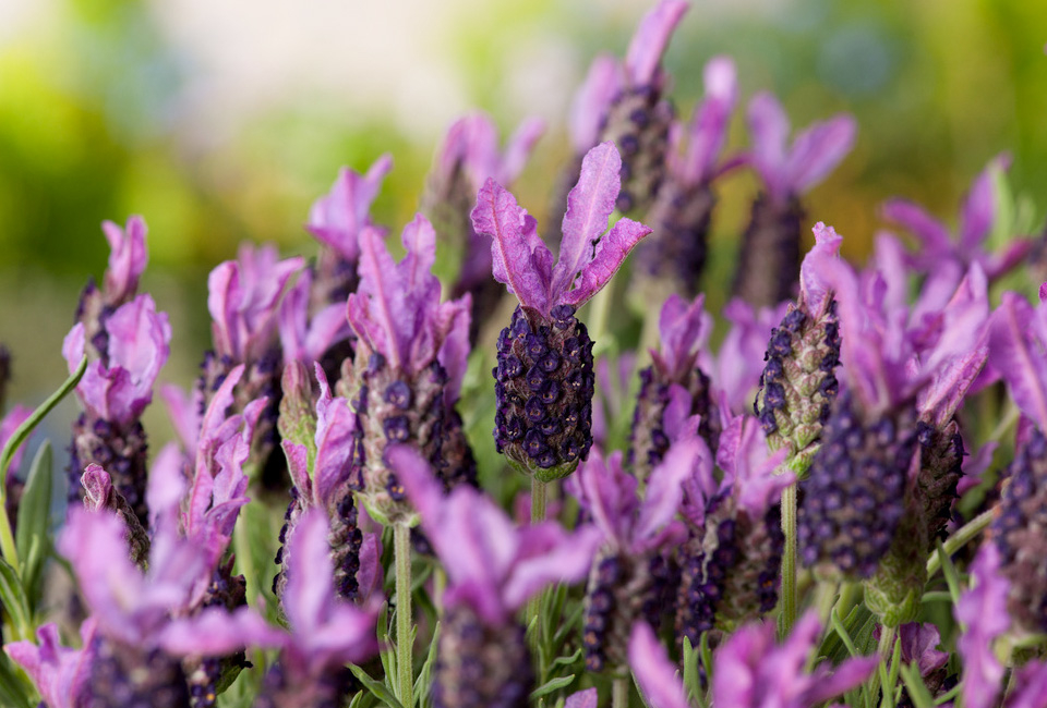 6 cespugli di lavanda